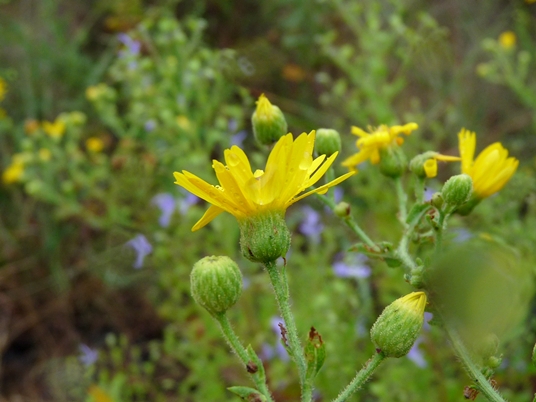 {Heterotheca subaxillaris}